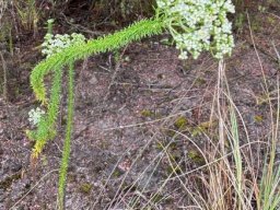 Selago corymbosa aiming high